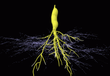 Mycorrhizal root animation